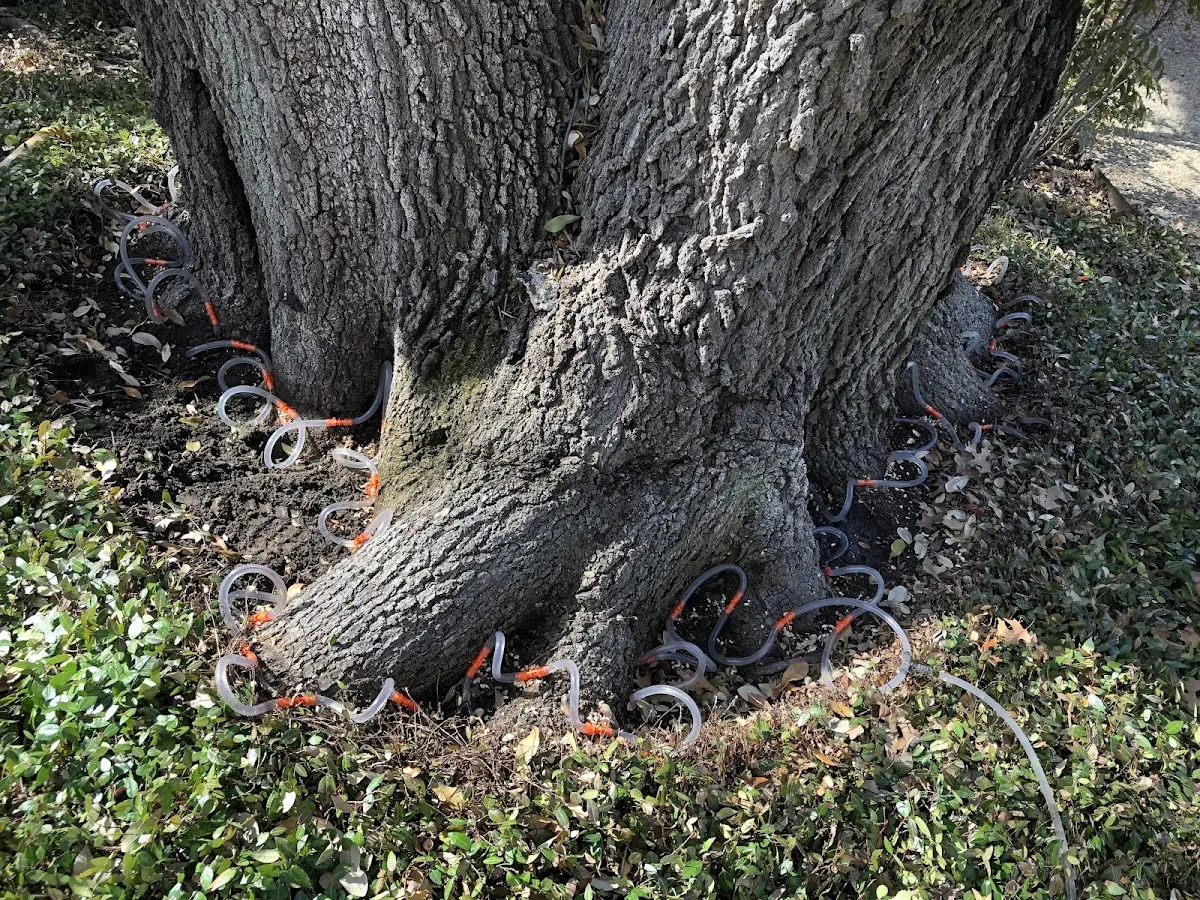 Detailed Tree Cabling and Bracing job site in Bumpus Mills