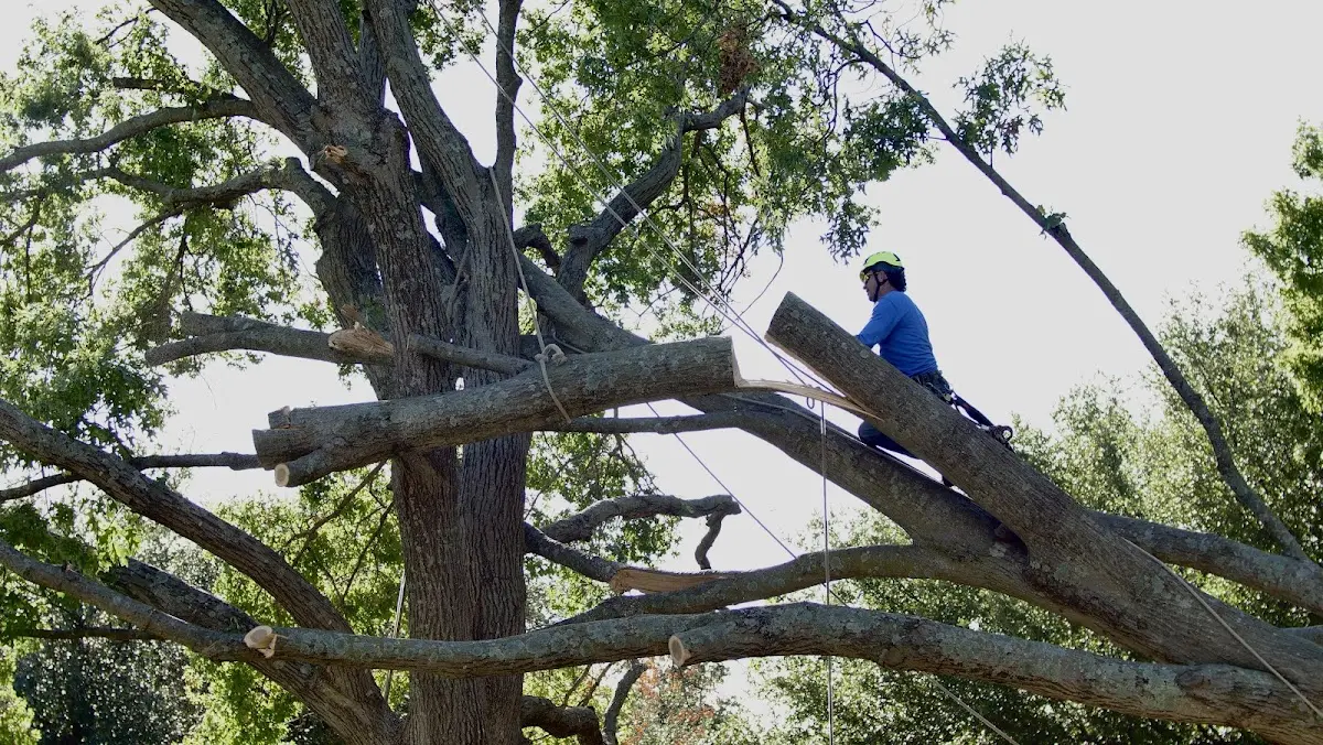 Professional Crown Thinning performed by certified arborists in Bumpus Mills